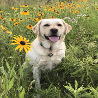 WI K9 SOS Image of files/Dog_Image/K9 Ivy 200 px.jpg